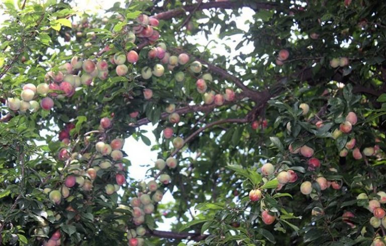 यसकारण खानुस आरुवखडा