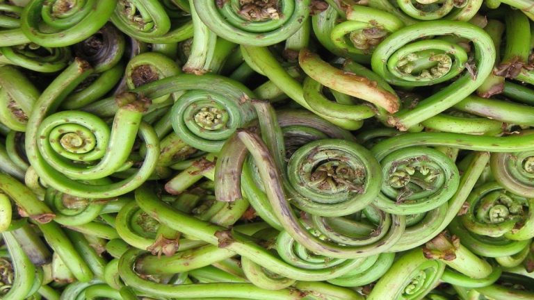 प्रोटिन, क्याल्सियम र भिटामिन ए पाइने निउरोलाई यसरी खाउँ