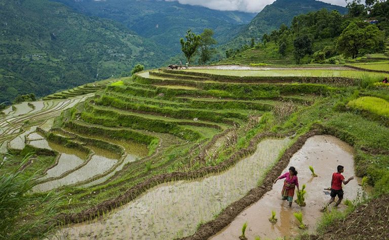धानको उत्पादन र मुनाफा बढाउन यसो गर्नुहोस