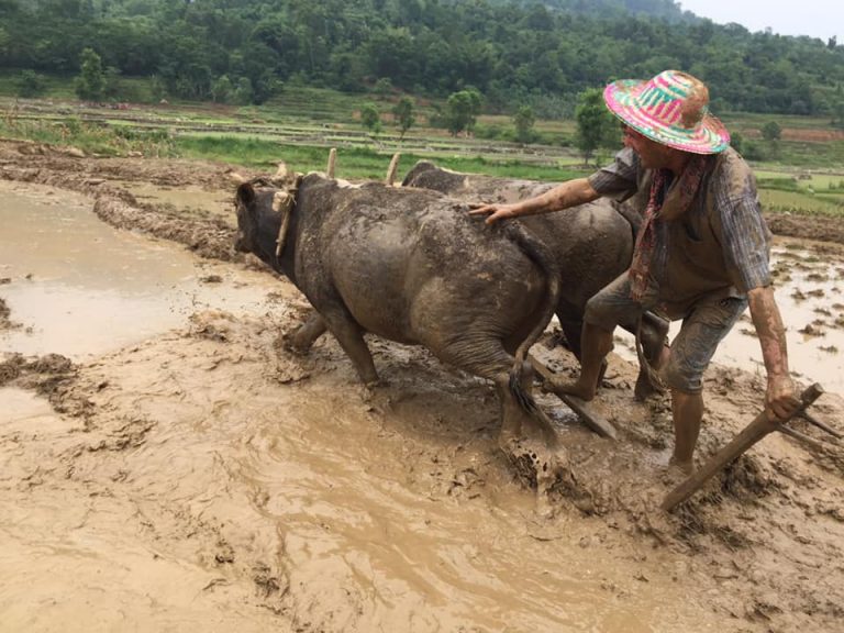 आफ्नै खेतमा बाबुराम भट्टराईको खेत रोपाईँ (फोटोफिचर)