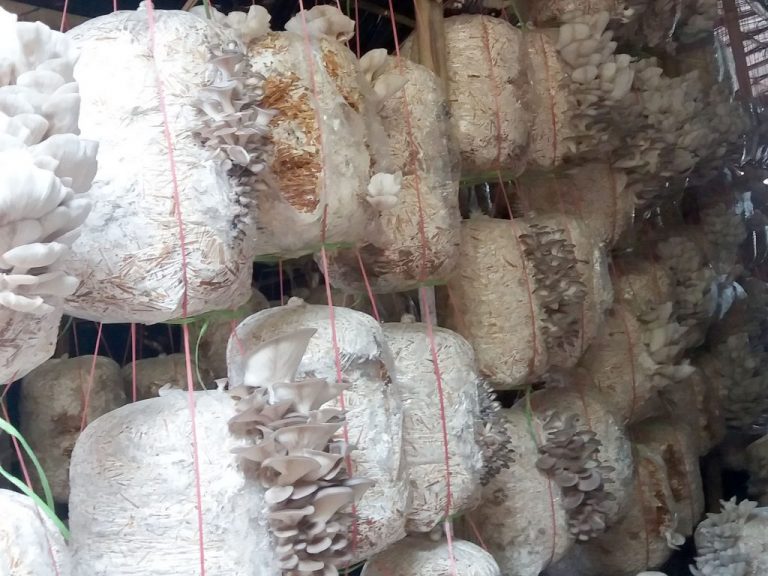 च्याउको बीउबाटैं मासिक एक लाख आम्दानी