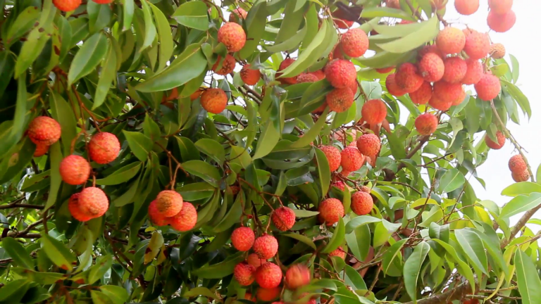 दिनमा १२ दाना भन्दा बढी लिची सेवन स्वास्थ्यका लागि हानिकारक