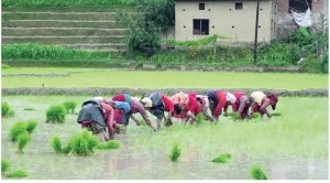 सकियाे ८६ प्रतिशत राेपाइँ