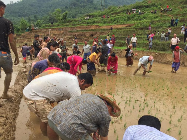 आज असार १५, राष्ट्रिय धान दिवस मनाइँदै