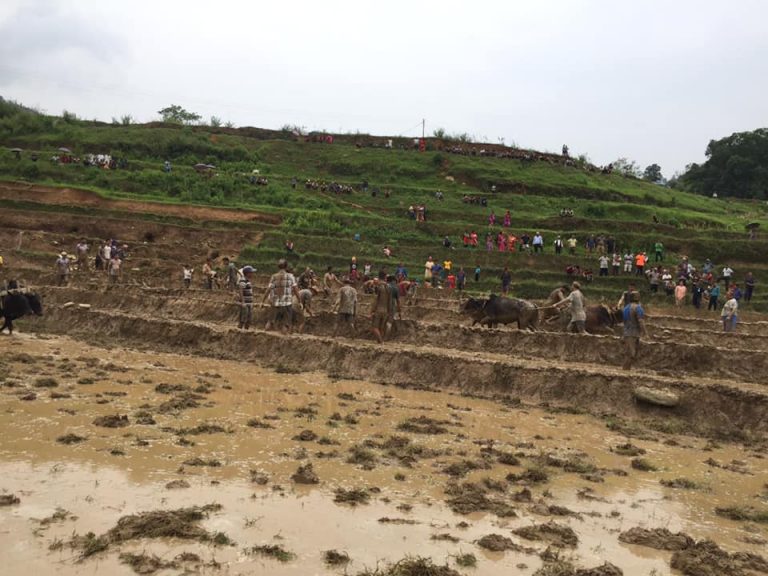 टारी खेतबाहेक तनहुँमा अधिकांश खेतमा रोपाइँ