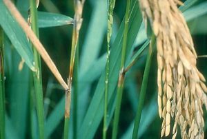 RiceBlast05