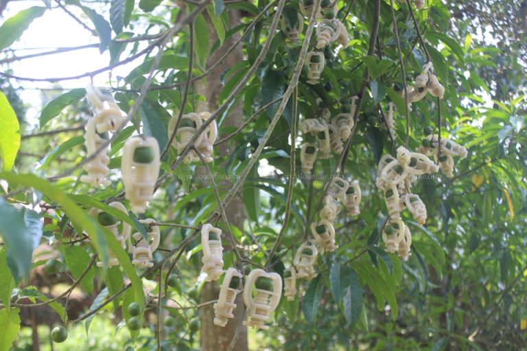 चिनियाँ व्यापारी आकर्षित गर्न रुद्राक्षको बोट नै बिगार्न थालियो