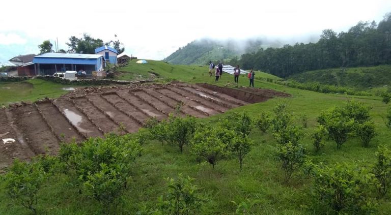 पर्वतकाे फलामखानीमा चिया खेतीकाे सफल परीक्षण