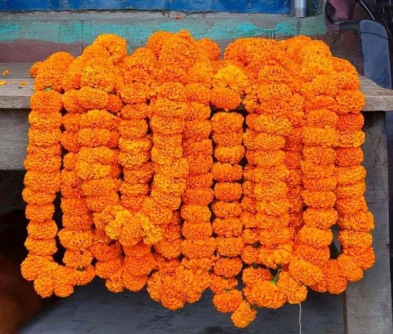 अभ्यासको लागि सुरु गरेको फूलखेती व्यवसायिक बनेपछि विद्यार्थी दंग