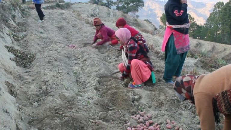 बाँझो खेतहरु यसरी बने लाखौं रुपैयाँ आर्जन र सयौंलाई रोजगार दिने थलो (भिडियोसहित)