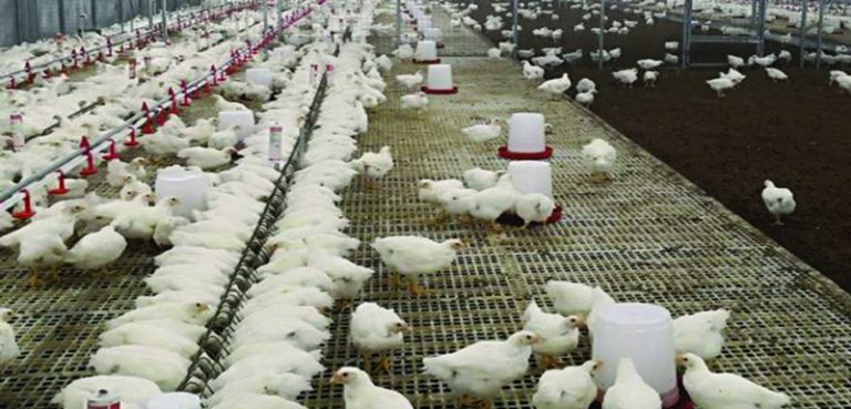 मासुको भाउ बढाउन ३० लाख चल्ला नष्ट