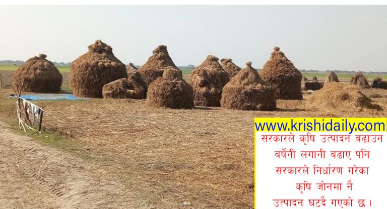 धानको सुपर जोनमा नै घट्यो धानको उत्पादन