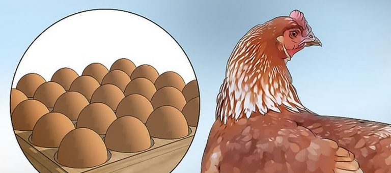 किसानको दुखेसो हाम्रो लगानी उठ्दैन, बिचौलीया मालामाल हुन्छन्