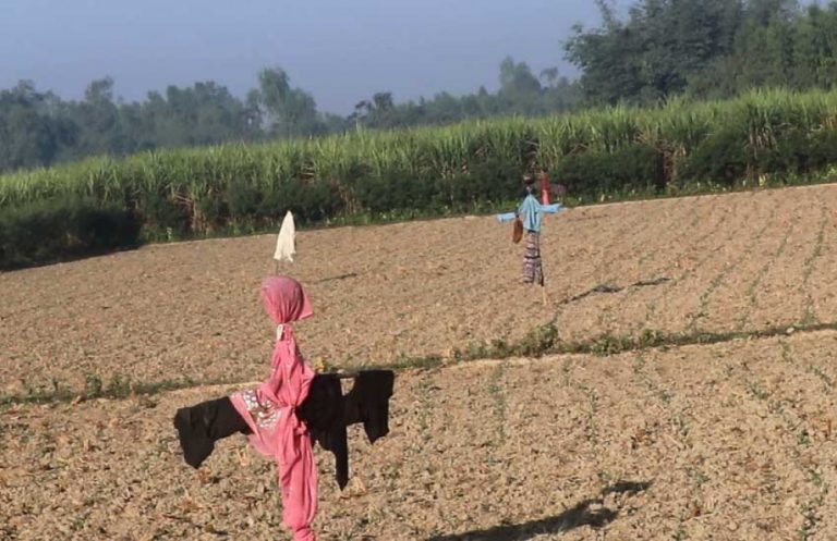 जंगली जनावरले बाली नष्ट गर्न थालेपछि कृषक तनावमा