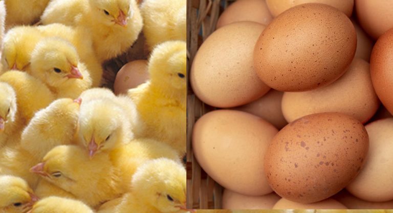 सकियो चल्ला होलिडे, ४० लाख चल्ला बन्ने ६० लाख गर्भ अवस्थाको निशेचित अण्डा नष्ट