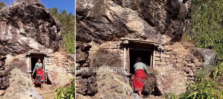 ओढारमा दशवटा भैँसी पालेर दुई छोरालाई डिग्री पढाउने केटरी बोहरा