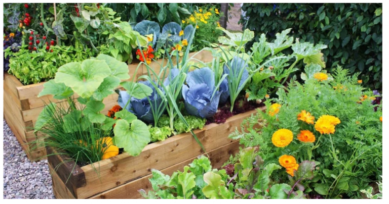 चिसो मौसममा बगैंचाको हेरचार यसरी गर्नुहोस