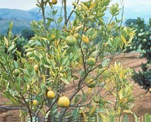 सिट्रस ग्रिनिङ (Citrus Greening) रोगको लक्षण तथा व्यवस्थापन
