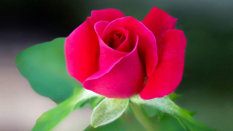 कृषिप्रधान देशमा एक सातामा डेढ करोडको गुलाव भारतबाट ल्याइयो