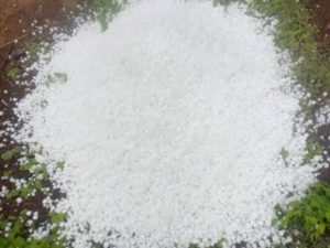 बैशाख पहिलो साताको असिना पानीका कारण पर्वतको बालीमा ठूलो नोक्सानी