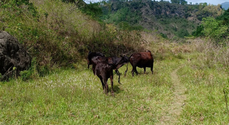 छाडा पशुपंक्षीको व्यवस्थापनका लागि कुश्मामा गौशाला निर्माण