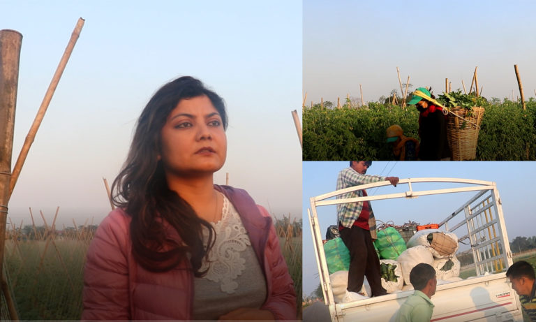 सामूहिक कृषिमा लागेको केरुङ्गा कृषि फर्म (भिडियोसहित)