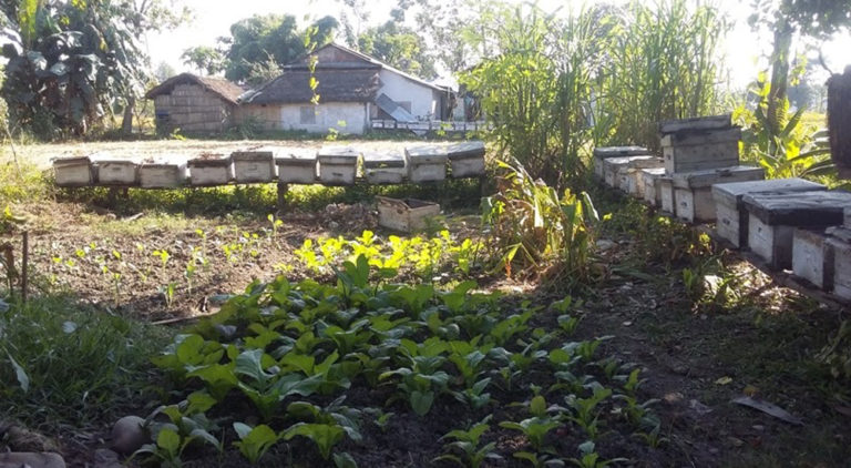 लकडाउनका कारण चितवनको मह उत्पादनमा कमी