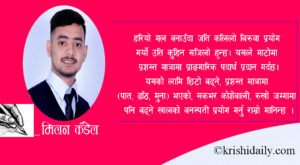 धान बालीमा हरियो मल, ढैचाको प्रयोग र फाइदा