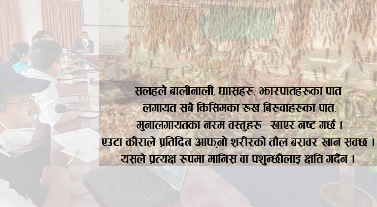 सलह किराको पहिचान र व्यवस्थापन ! प्रदेश र स्थानीय तहले व्यवस्थापनमा खेल्न सक्ने भूमिका !
