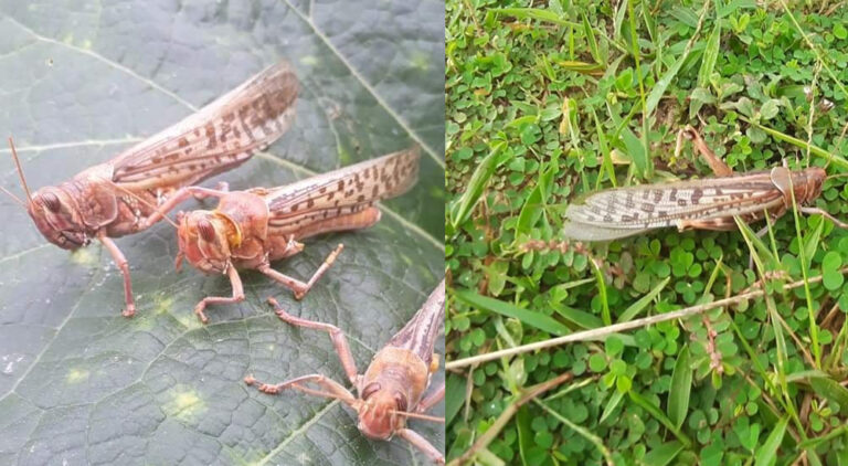 नेपालमा सलहले बाली नष्ट गर्न थाल्यो (भिडियोसहित)