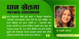 धान खेतमा मलखाद ब्यवस्थापन