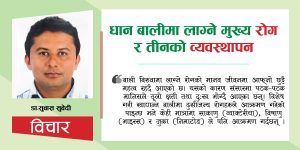 धानबालीमा लाग्ने  मुख्य रोग र तिनको व्यवस्थापन