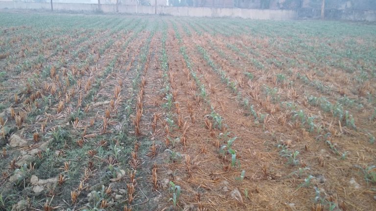 वाणिज्य बैंकले गरे कुल कर्जाको ११ प्रतिशत कृषिमा लगानी