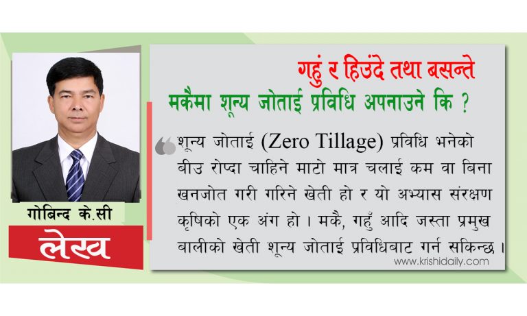 गहुँ र हिउँदे तथा बसन्ते मकैमा शून्य जोताई प्रविधि अपनाउने कि ?