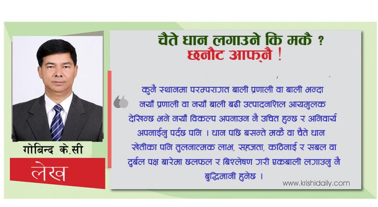 चैते धान लगाउने कि मकै ? छनौट आफ्नै !