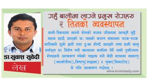 गहुँ बालीमा लाग्ने प्रमुख रोगहरु र तिनको व्यवस्थापन