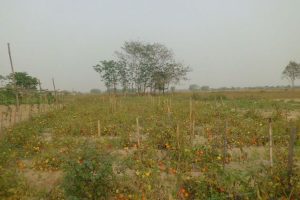 भारतबाट सस्तोमा तरकारी आउँदा नेपाली उत्पादन बारीमै