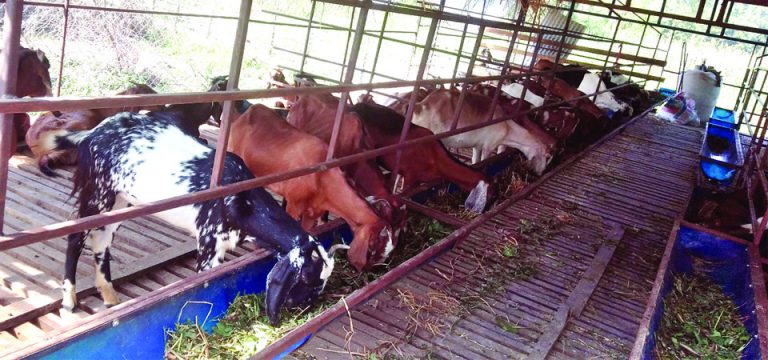 अवकासपछिको  कृषि कर्म: सात महिनामै राम्रो आम्दानी