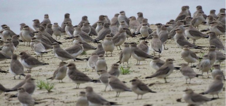 मोहना नदीमा भेटिए साढे तीन हजारभन्दा बढी पानी गौँथली