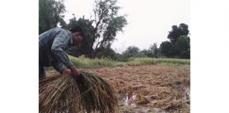 बेमौसमी वर्षाका कारण कञ्चनपुरमा मात्रै ४ अर्बको नोक्सानी