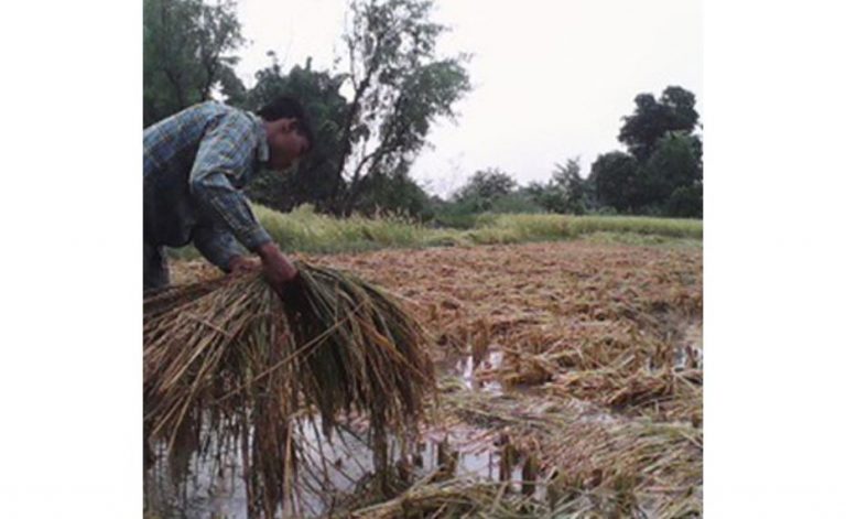 बेमौसमी झरीले सवा ७ अर्ब रुपैयाँ बराबरको धानबाली नष्ट