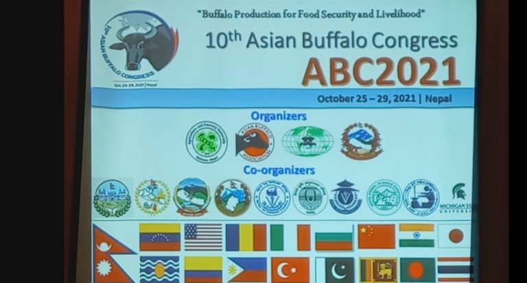 चितवनको रामपुरमा कार्तिक ८ देखि १२ गतेसम्म भैंसी सम्मेलन हुने