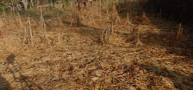 अदुवाले बजार नपाउँदा तेह्रथुमका किसान चिन्तित