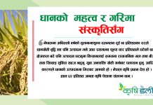 धानको महत्व र गरिमा संस्कृतिसँग