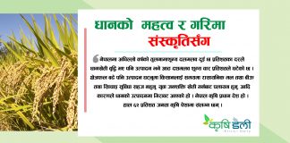 धानको महत्व र गरिमा संस्कृतिसँग