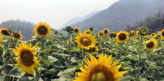 ज्ञान केन्द्रसँगको सहकार्यमा चितवनमा सूर्यमुखीको व्यावसायिक खेती