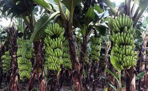 Banana-farming