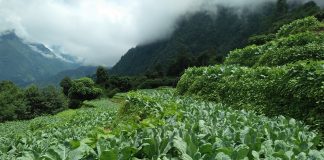 कृषिले आत्मनिर्भरतातर्फ भुस्मे गाउँ