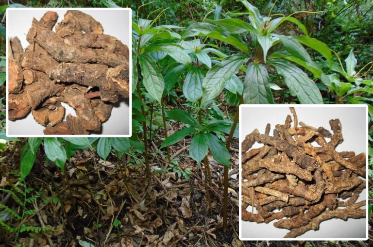 बहुउपयाेगी सतुवा खेती भोजपुरका किसानको रोजाइ