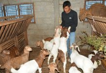 बाख्रापालनबाटै आत्मसन्तुष्टि